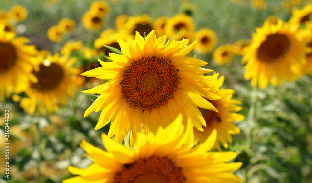 the yellow color of sunflowers in spring the yellow color of sunflowers in spring