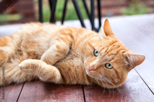 Red cat with green eyes lying on wooden floor, oudoor