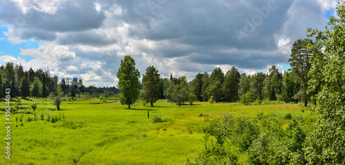 A flood meadow overgrown with trees and bushes.