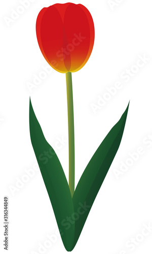 チューリップ　花　春