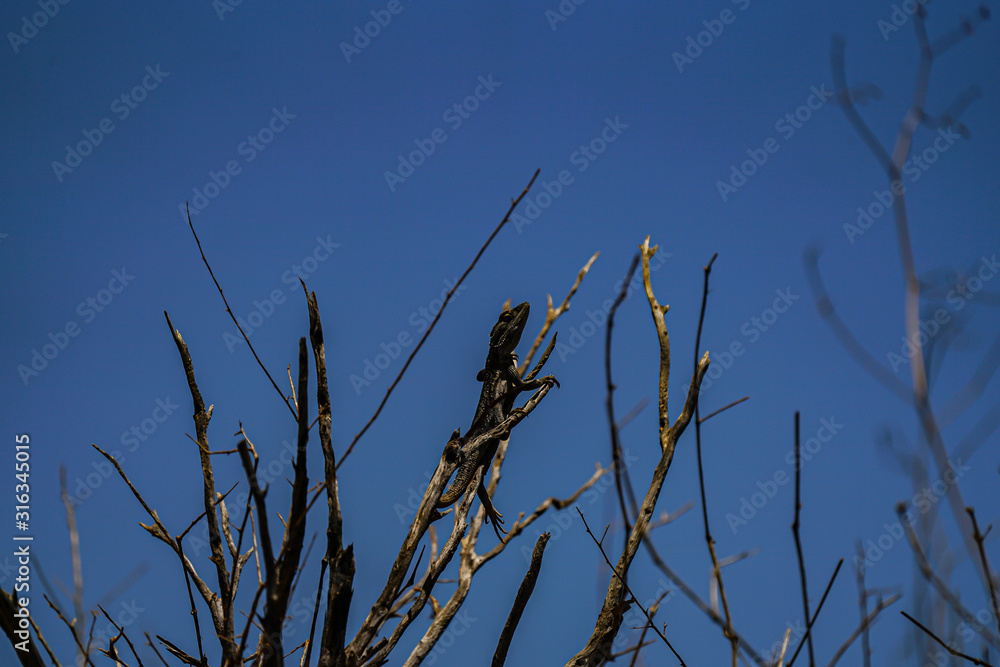Dwarf Bearded Dragon Pogona minor ssp. minor Dwarf Bearded Dragon Pogona minor ssp. minor