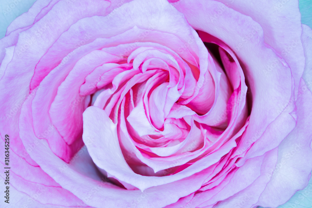 beautiful rose Bud macro as background beautiful rose Bud macro as background