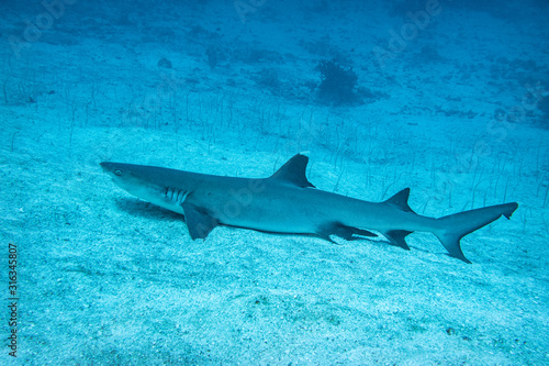 Whitetip reef shark, The Maldives