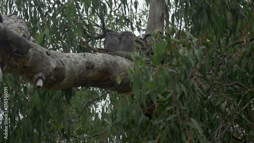 Tawny Frogmouth Pair Roosting An A Gum Tree, TILT UP photo