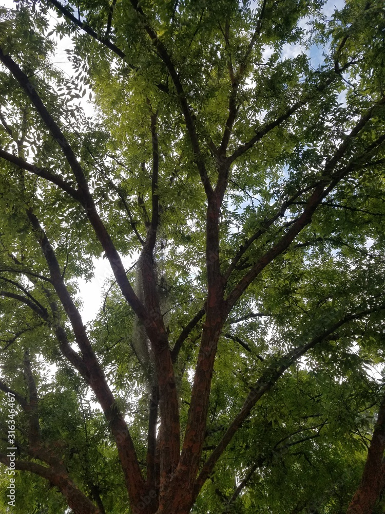Fototapeta premium tree in forest