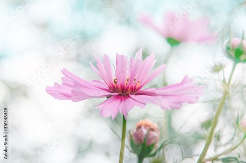 Fototapeta Naklejka Na Ścianę i Meble -  Decorative Pink Garden Flower Cosmos, Cosmos Bipinnatus, Cosmea Bipinnata, Bidens Formosa. Mexican Aster. close up
