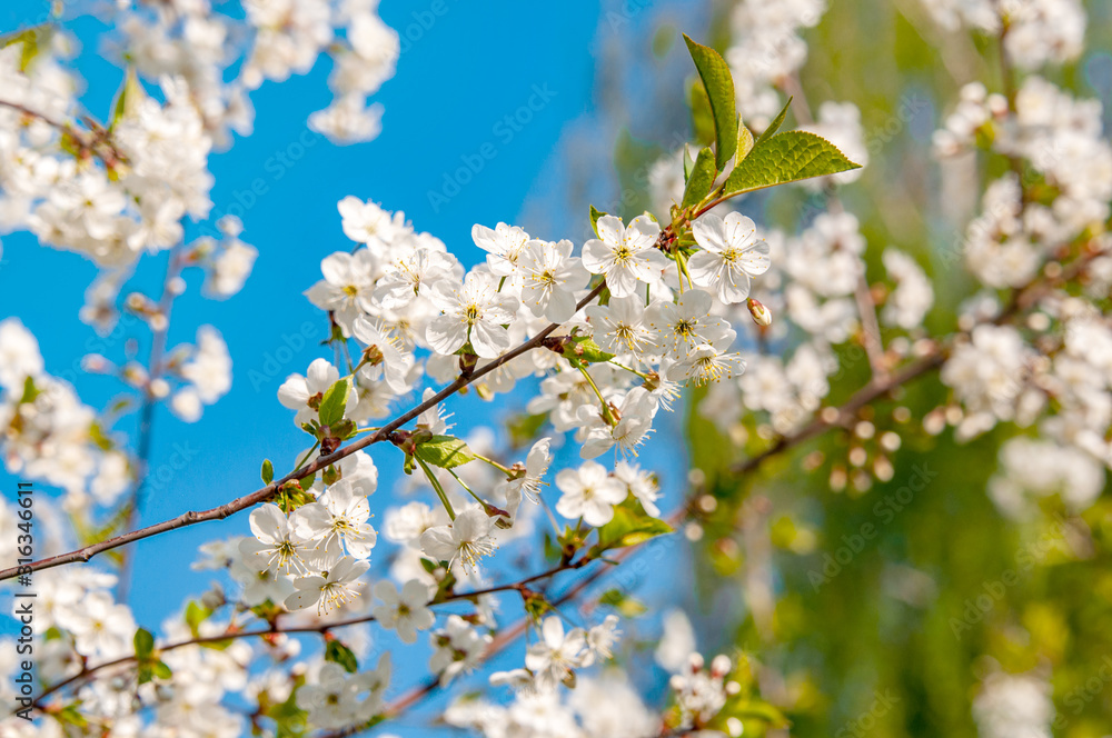 Spring cherry blossom in full bloom, abstract Sakura background Spring cherry blossom in full bloom, abstract Sakura background