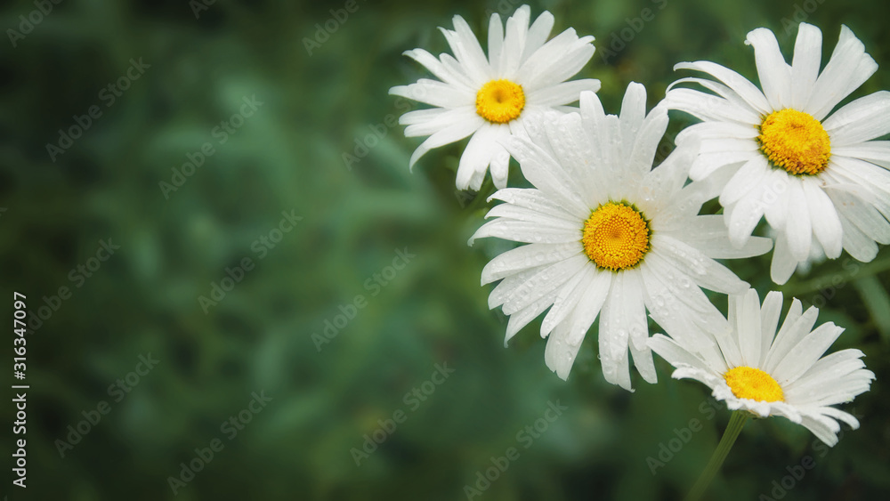 In spring, a white Daisy grows on a green lawn. Close-up, selective focus. In spring, a white Daisy grows on a green lawn. Close-up, selective focus.