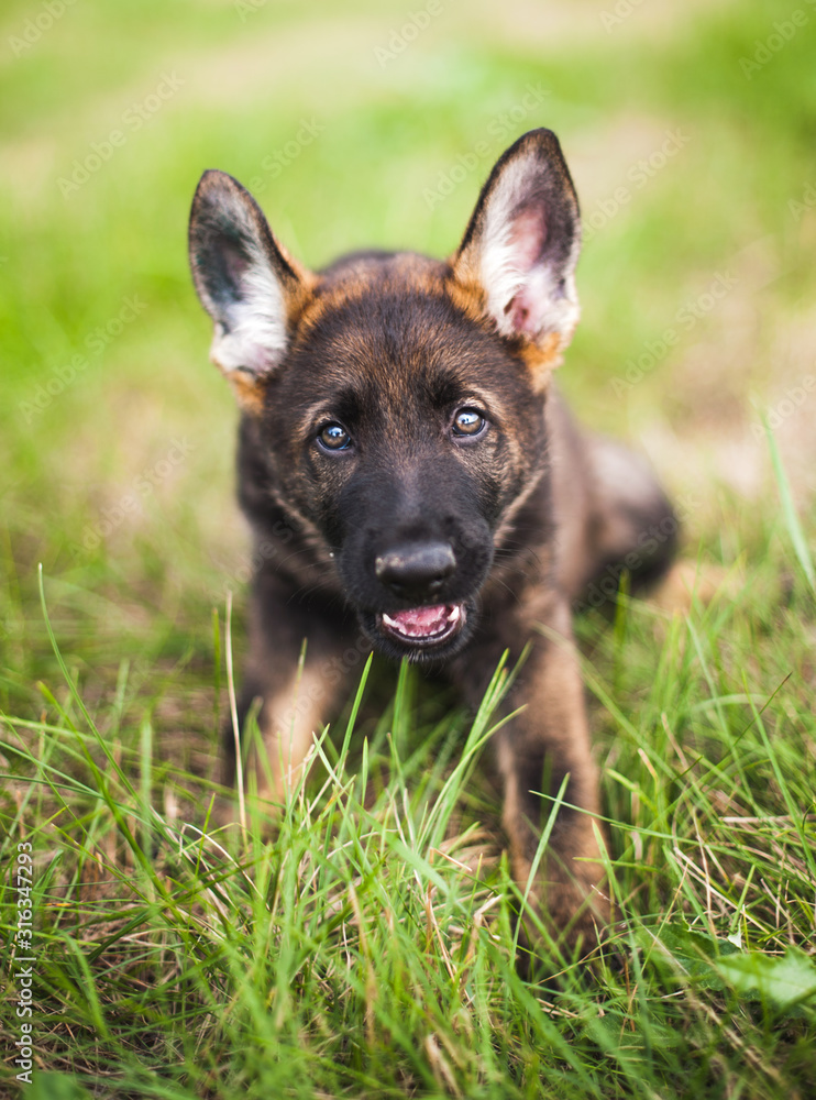 Young Happy German Shepherd in the grass Young Happy German Shepherd in the grass