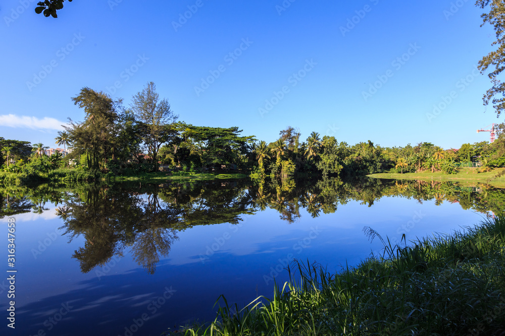 Beautiful reflection over a green from a pond with clear blue sky at Kota Kinabalu City, Sabah, Malaysia