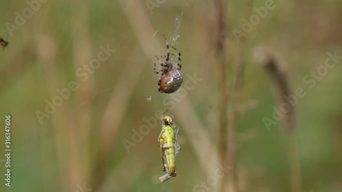 Four Spot Orb-Weaver (Araneus quadratus) Spider. A spider swaddles a grasshopper and drags it into a nest photo