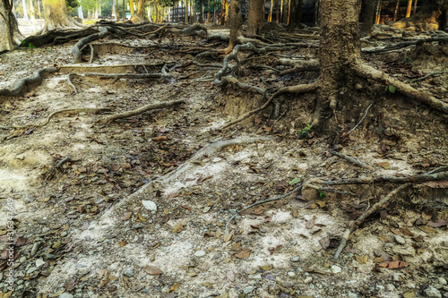Angkor Wat Archaeological Park in Siem Reap, Cambodia UNESCO World Heritage Site