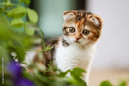 Quadro em tela Scottish fold cat are playing in the garden