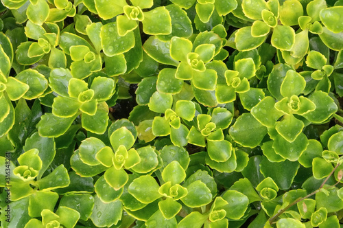 Natural plant texture from succulent plants. Background © oksanamedvedeva