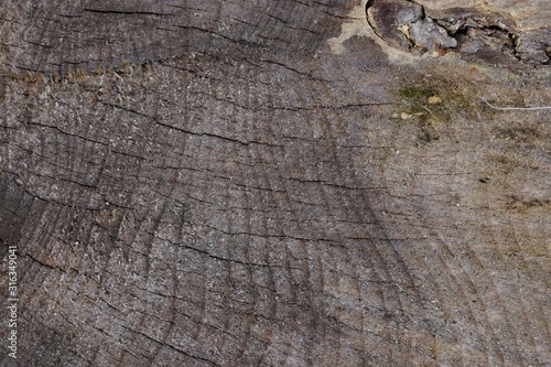 Holz gefällter Baum Jahresringe vom Baumstamm Hintergrund - wood tree background