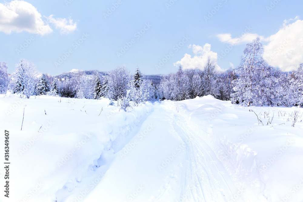 Winter forest against mountains on a bright sunny day Winter forest against mountains on a bright sunny day
