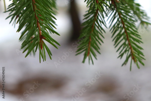 Background of saturated branches of green spruce in the forest