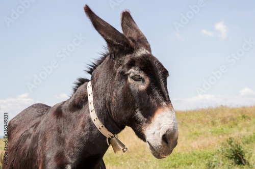 Close up of a donkey.