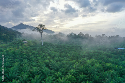 Aerial view misty and foggy morning at the Imbak Village in Tongod, Sabah, Malaysia, Borneo. Certain part with rainforest jungle and palm oil plantation. photo