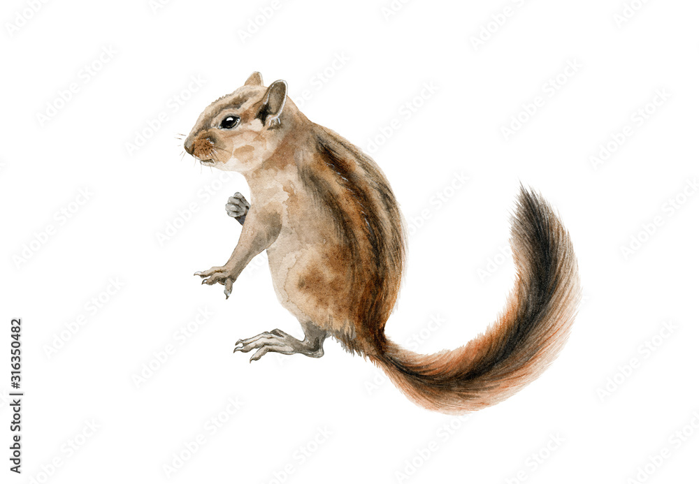 Fluffy chipmunk (squirrel) watercolor illustration. Hand drawn small
