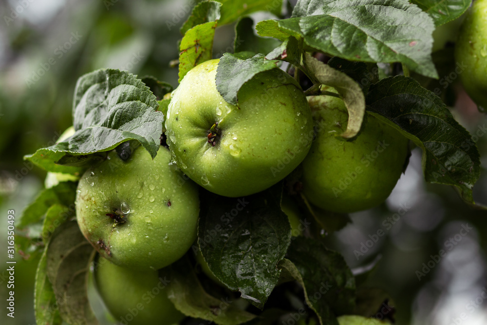 Closeup of green apples on a branch in an orchard Closeup of green apples on a branch in an orchard