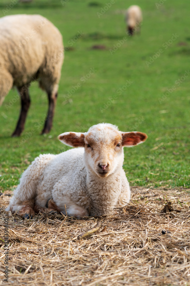 Close-up portrait of one little white and brown lamb sitting on straw on a green meadow and curiously looking at the camera. Concept of free-range husbandry, animal welfare, spring or Easter season Close-up portrait of one little white and brown lamb sitting on straw on a green meadow and curiously looking at the camera. Concept of free-range husbandry, animal welfare, spring or Easter season