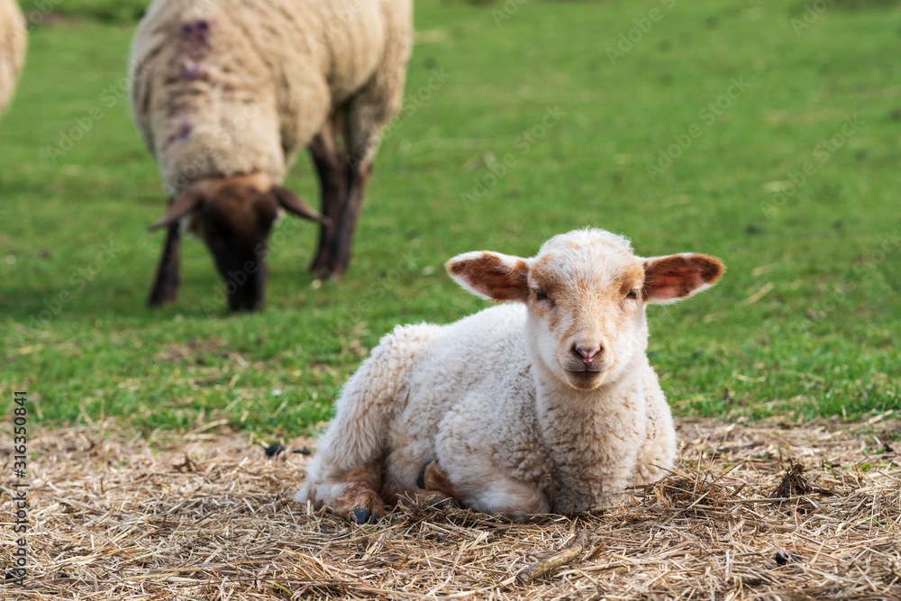 Close-up portrait of one little white and brown lamb sitting on straw on a green meadow and curiously looking at the camera. Concept of free-range husbandry, animal welfare, spring or Easter season Close-up portrait of one little white and brown lamb sitting on straw on a green meadow and curiously looking at the camera. Concept of free-range husbandry, animal welfare, spring or Easter season