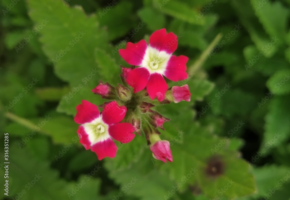 Fototapeta premium red flower in the garden