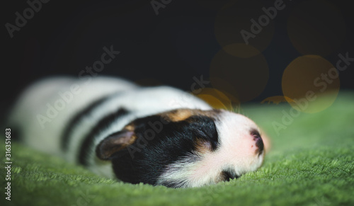 Few days old dog in a studio photo session. Jack Russell terriera puppy. Little white dog. Beautiful blurry lights.