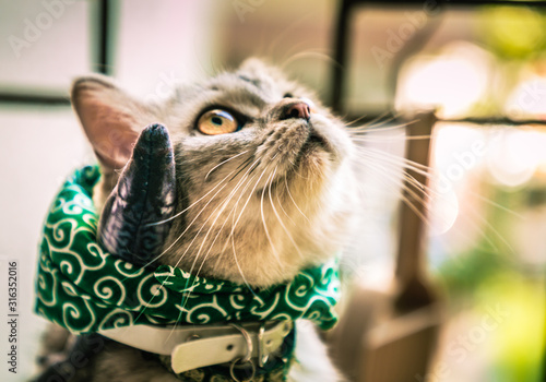 portrait of cat with a baggage