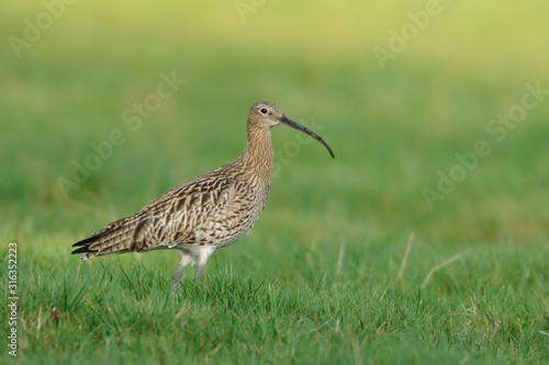 Großer Brachvogel Numenius arquata