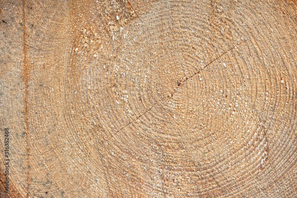 Naklejka premium Recently cutted tree trunk. Texture of wood.