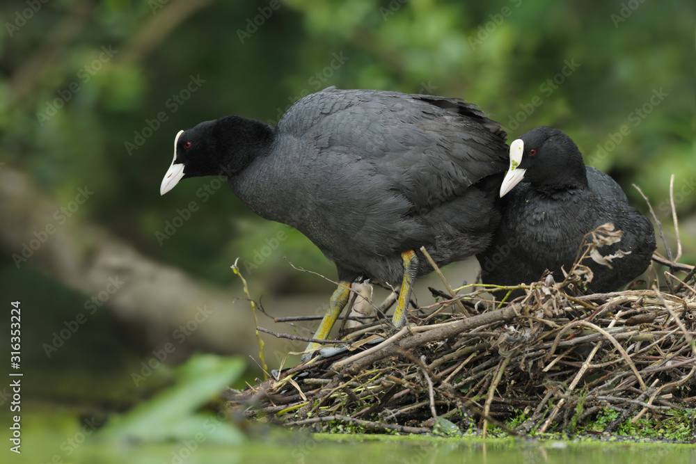 Obraz premium Blässhuhn Fulica atra