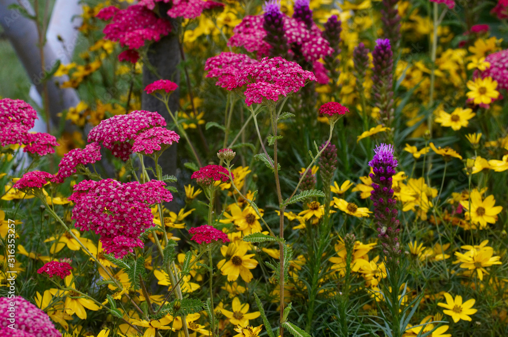 Obraz premium Close up of Achillea and Coreopsis in a flower border