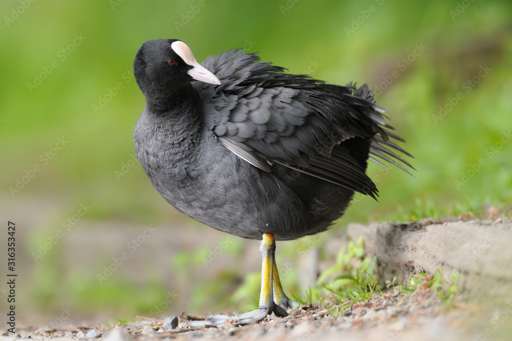 Obraz premium Blässhuhn Fulica atra