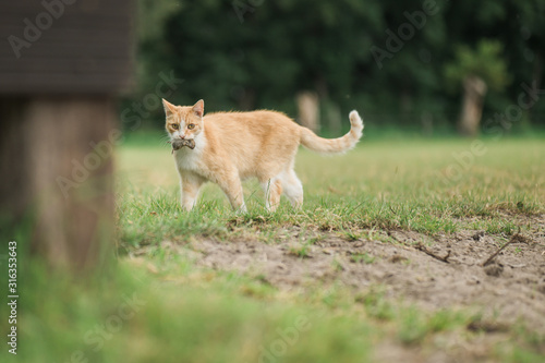 cat in the grass