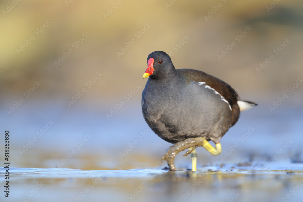 Teichhuhn Gallinula chloropus Teichhuhn Gallinula chloropus