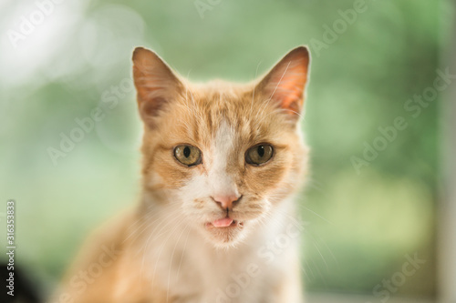 portrait of a cat © Frank