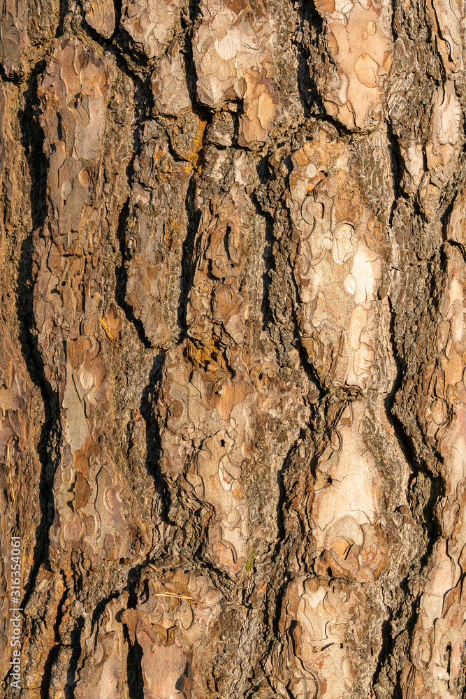 The surface of a large tree bark. The surface of a large tree bark.