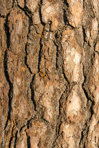 The surface of a large tree bark.