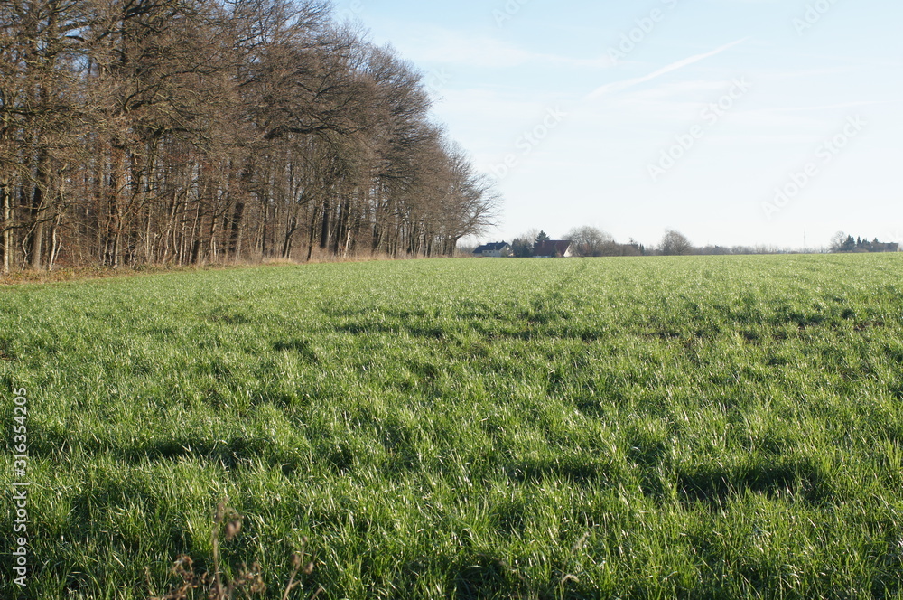 Fototapeta premium Spazieren im Wald