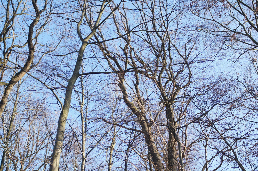 Baumkronen im Winter mit blauem Himmel Baumkronen im Winter mit blauem Himmel