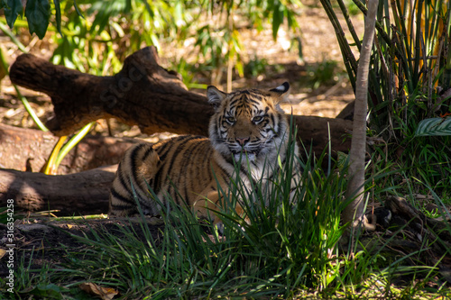 Sumatran tiger cub exploring its world