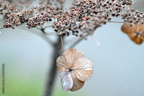 Photos Verwelkte Blüten einer rauen Hortensie