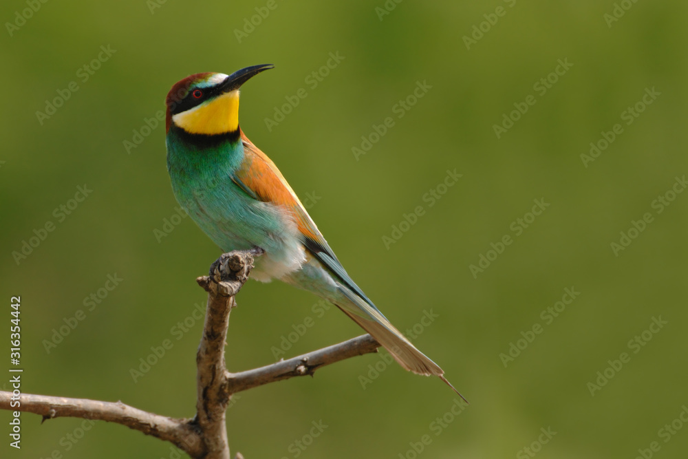 Bienenfresser Merops apiaster Bienenfresser Merops apiaster