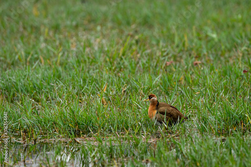 Pheasant tailed Jacana or Hydrophasianus chirurgus in a green grass field or wetland of keoladeo national park or bird sanctuary, bharatpur, rajasthan, india  © Sourabh
