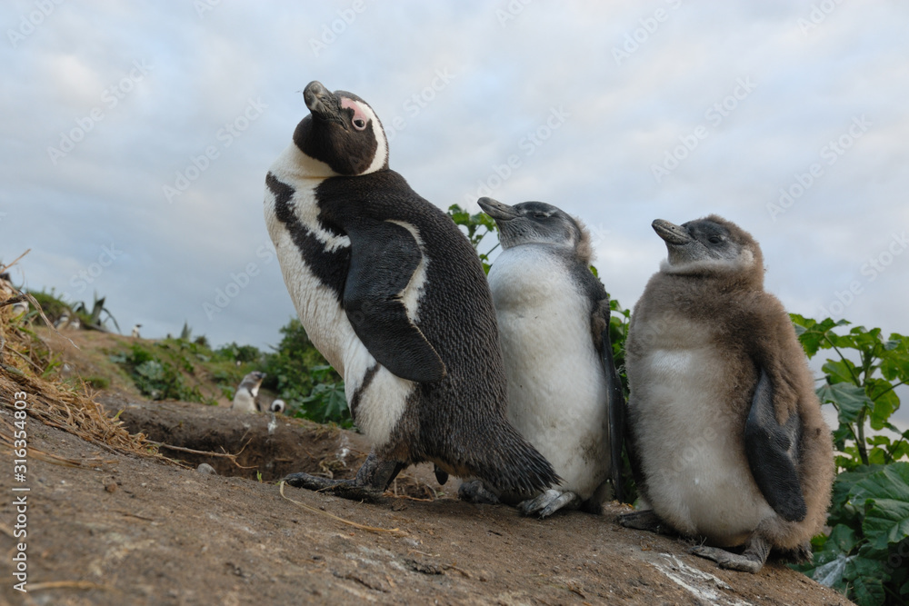 Fototapeta premium Brillenpinguin Spheniscus demersus