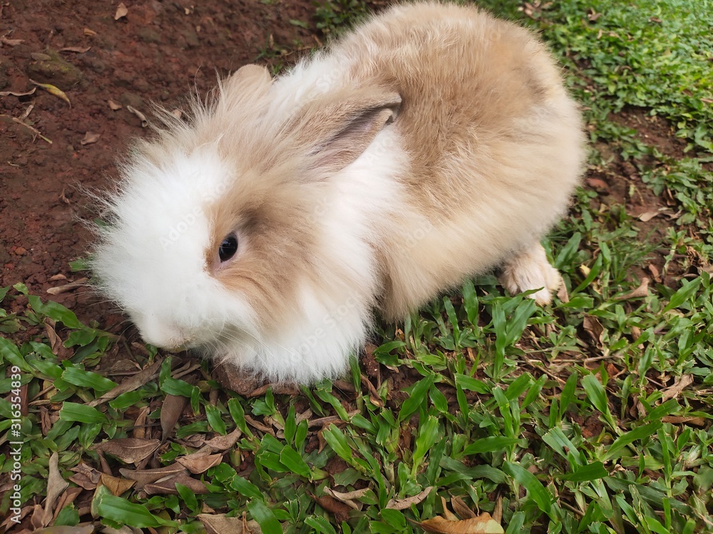 Angora rabbit are playing on the ground Angora rabbit are playing on the ground
