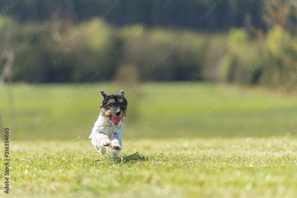 Funny little Jack Russell Terrier dog runs joyfully with a ball in his mouth over a green meadow in a beautiful landscape Funny little Jack Russell Terrier dog runs joyfully with a ball in his mouth over a green meadow in a beautiful landscape