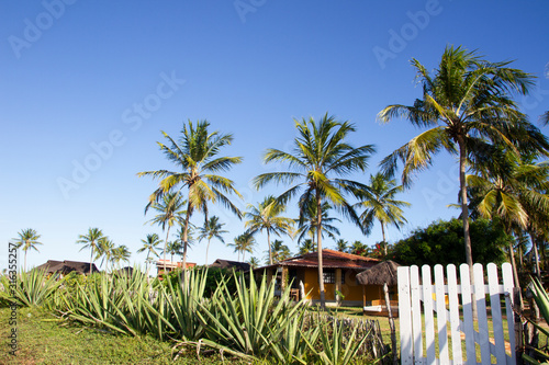palm trees and a house in the background on the beachside